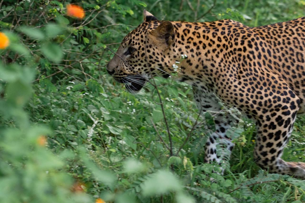 Funky Leopard Safari Lodge Bordering Yala National Park Kataragama Exteriör bild