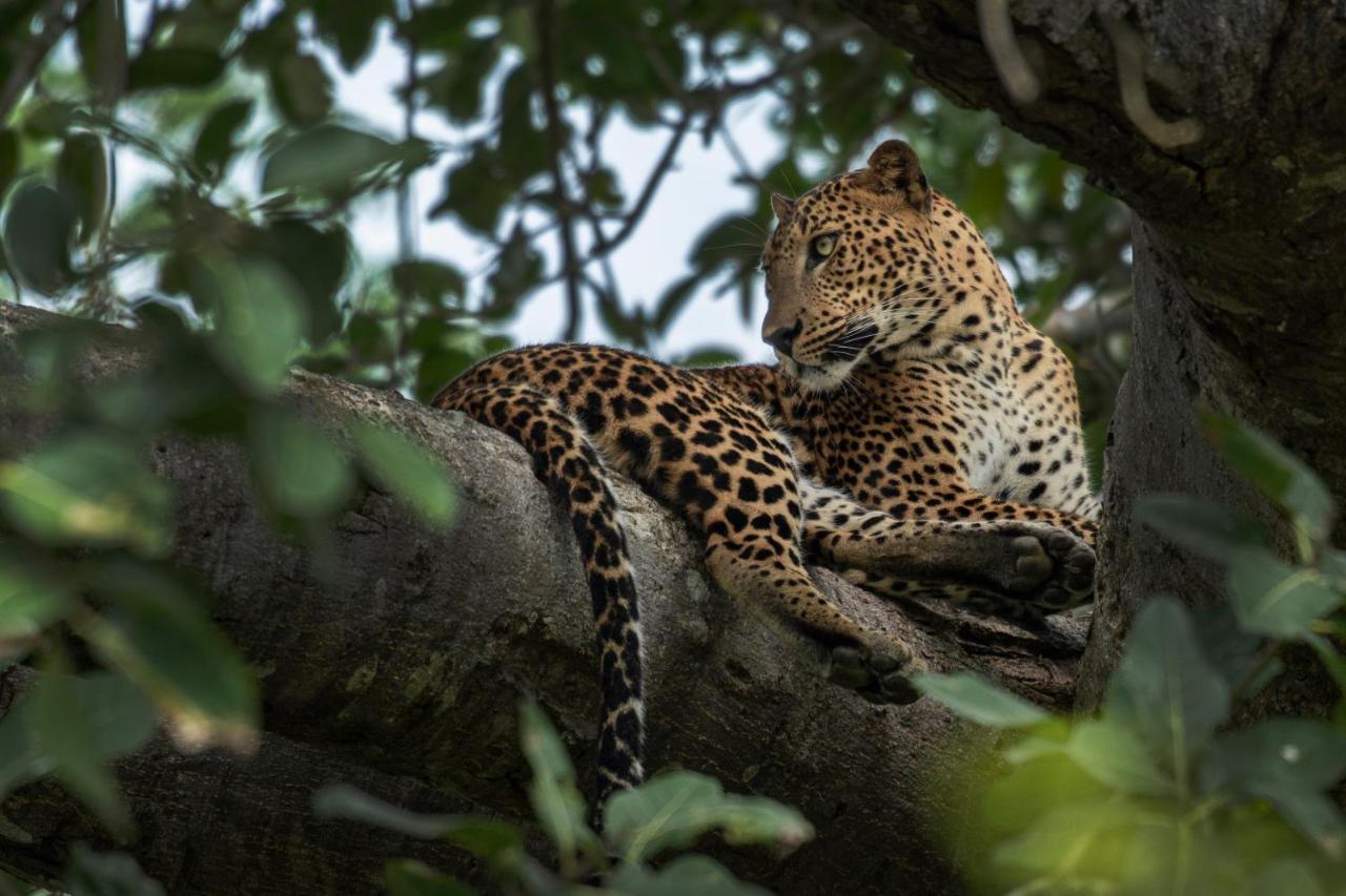 Funky Leopard Safari Lodge Bordering Yala National Park Kataragama Exteriör bild