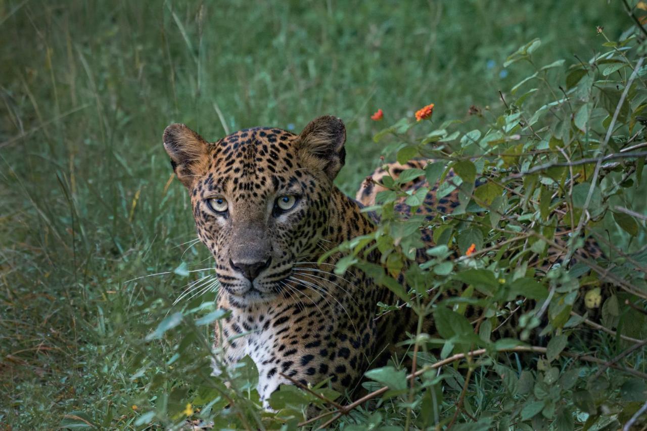 Funky Leopard Safari Lodge Bordering Yala National Park Kataragama Exteriör bild