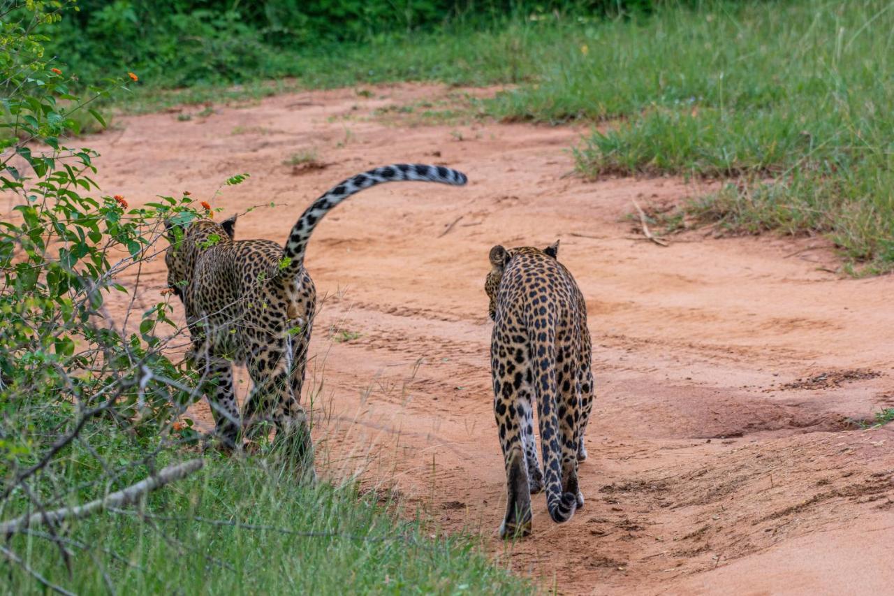 Funky Leopard Safari Lodge Bordering Yala National Park Kataragama Exteriör bild